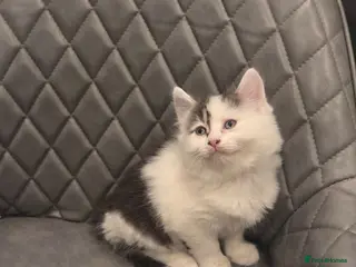 Mixed Breed cats Maincoon x kitten - Advert 1