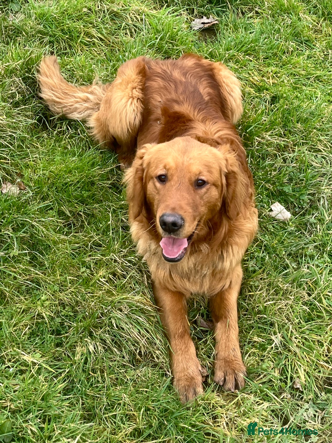 Red fox Golden Retriever Dogs for stud Pets4Homes