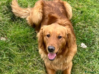 Golden Retriever dogs in Knighton - Advert 9