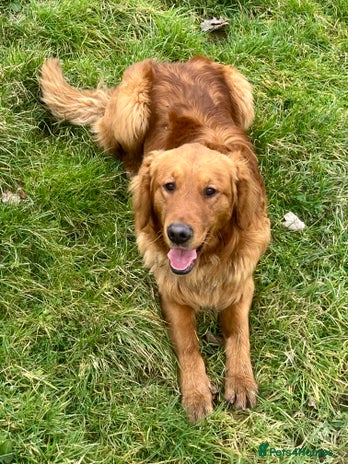 Golden Retriever dogs in Knighton - Advert 1