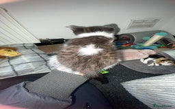Mixed Breed cats for sale: female kitten  - Image 3