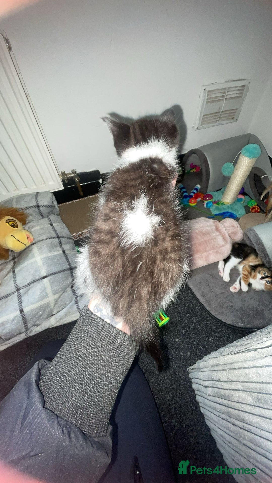 Mixed Breed cats for sale: female kitten  - Image 3