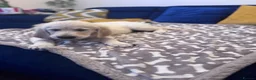 Golden Retriever dogs for sale: ❤️❤️❤️ Beautiful KC Golden Retriever puppies❤️❤️❤️ - Advert 25