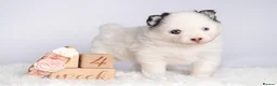 Pomsky dogs for sale: F4 Pomsky females from health tested parents - Advert 19