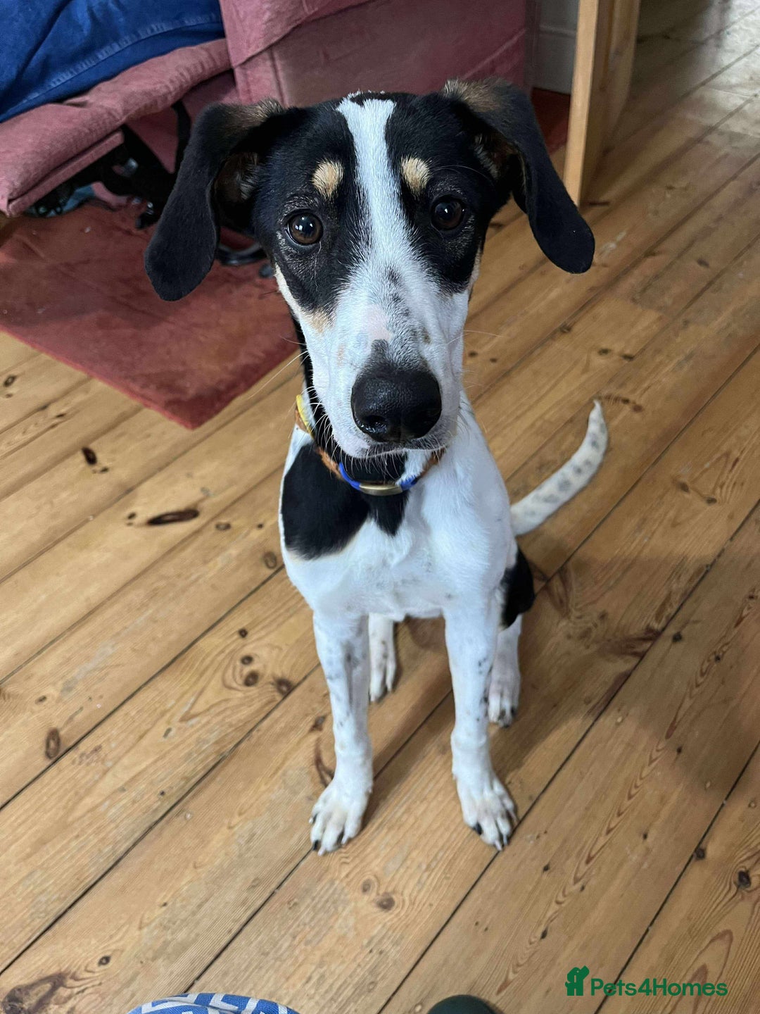 Mixed Breed dogs for adoption: Aria is ready for her forever family! - Advert 2