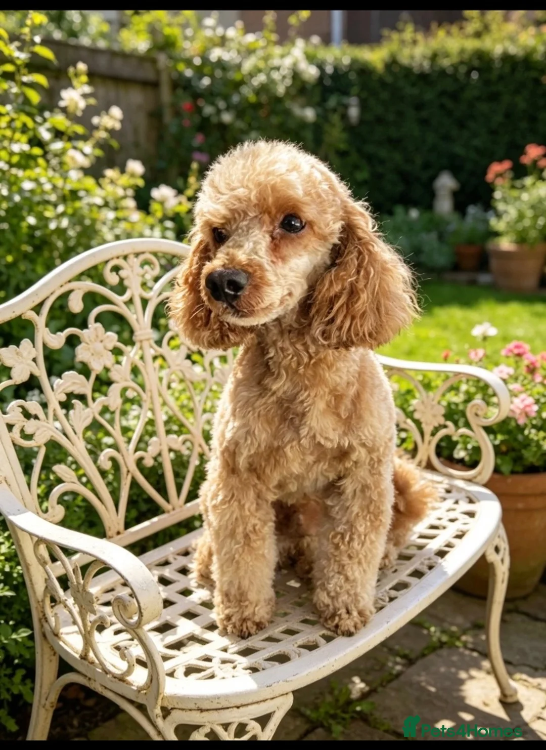 Toy Poodle dogs for stud: 🌟 HEALTH TESTED MED/SMALL BREED STUD DOGS   - Advert 1