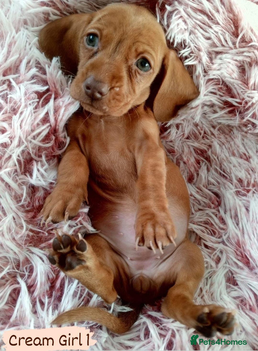 Miniature Dachshund dogs for sale: ✨ Miniature Dachshund– 6 Beautiful Pups! ✨ - Advert 22