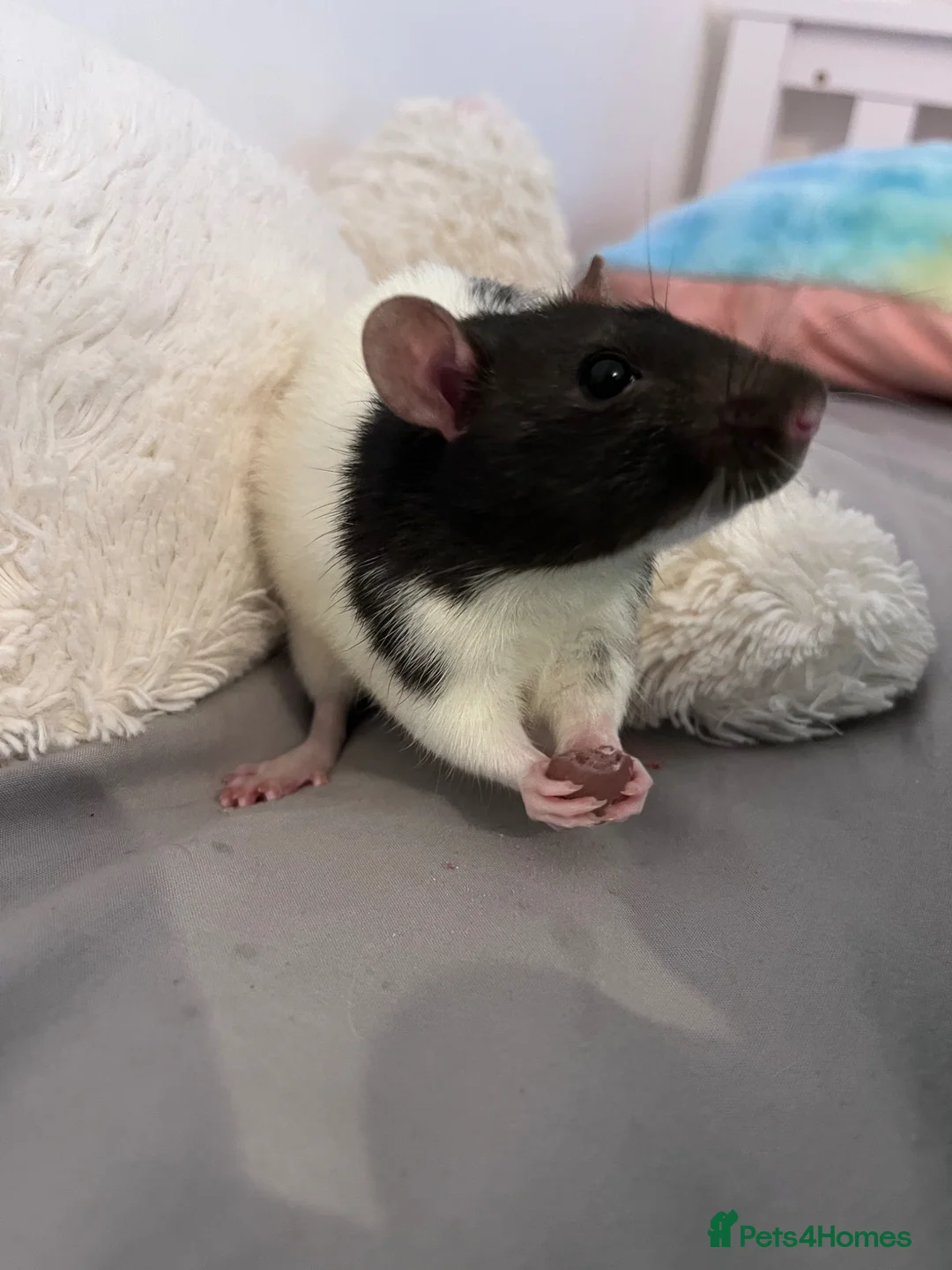 Rat rodents for sale: Male black and white fancy rat in Hull - Advert 2