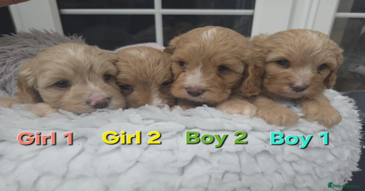 Cavapoo puppies for sale Puppies for sale | Pets4Homes