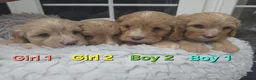 Cavapoo dogs for sale: Quality F1 Cavapoos. in Stockport - Advert 1