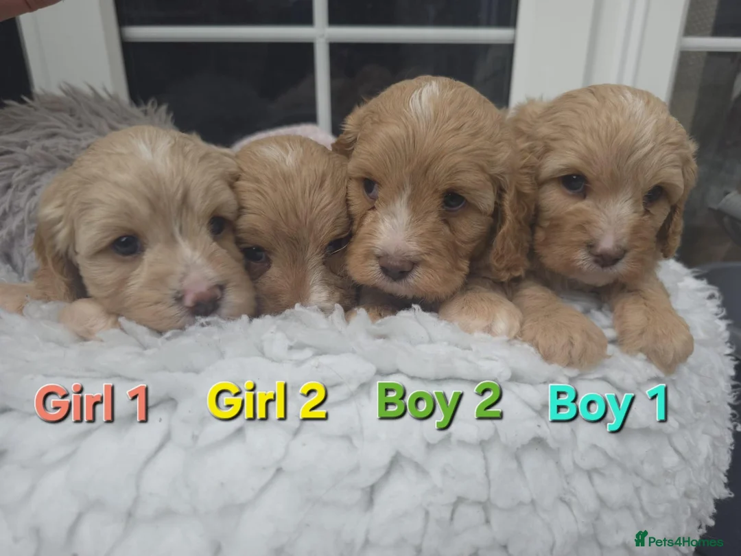 Cavapoo dogs for sale: Quality F1 Cavapoos. in Stockport - Advert 1