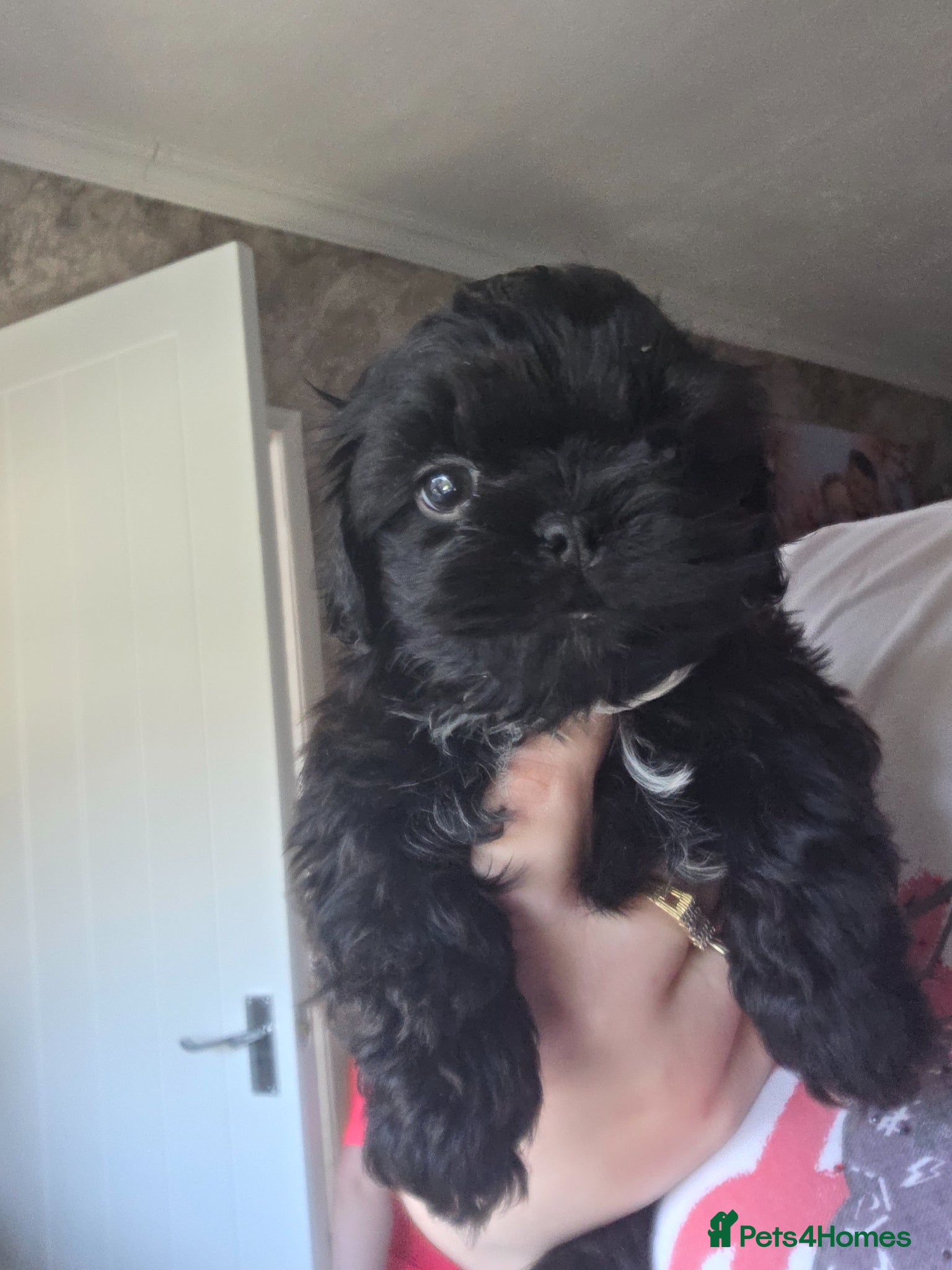 Shih Tzu dogs Last 2 black shih tzu puppies 1 girl 1 boy left  - Advert 7