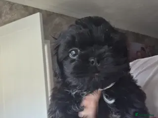 Shih Tzu dogs Last 2 black shih tzu puppies 1 girl 1 boy left - Advert 7
