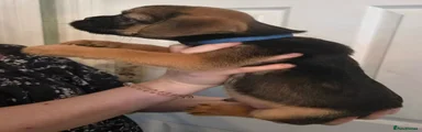 Mixed Breed 3