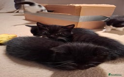 Mixed Breed cats for sale: seven funny kittens - Image 40
