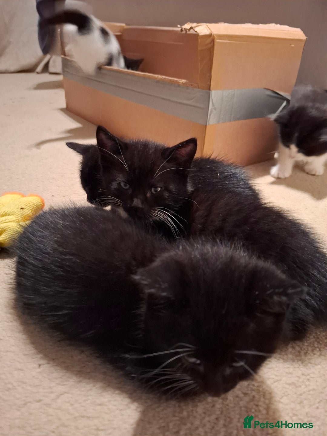 Mixed Breed cats for sale: seven funny kittens - Image 40