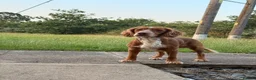 Cocker Spaniel dogs for sale: 6 beautiful cocker spaniel puppies  - Advert 2