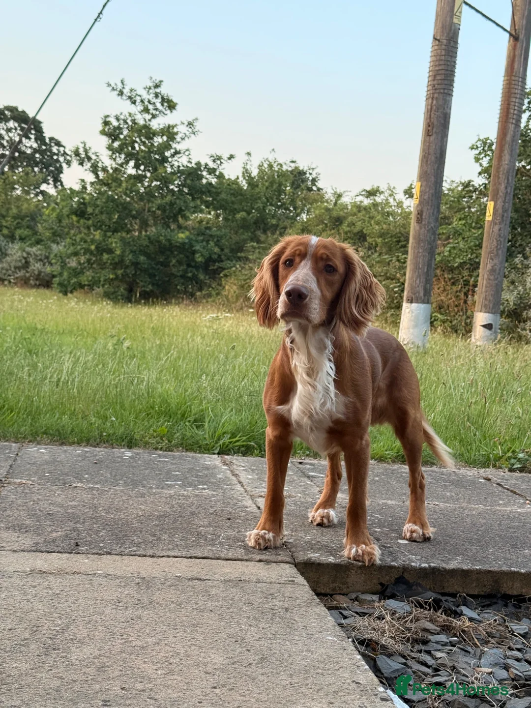 Cocker Spaniel dogs for sale: 6 beautiful cocker spaniel puppies  - Advert 2
