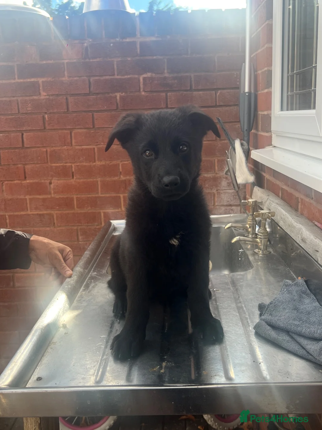 German Shepherd dogs for sale: BLACK TOP QUALITY CZECH GERMAN SHEPHERD PUPPY!! - Advert 1