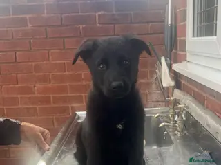 German Shepherd dogs BLACK TOP QUALITY CZECH GERMAN SHEPHERD PUPPY!! - Advert 2