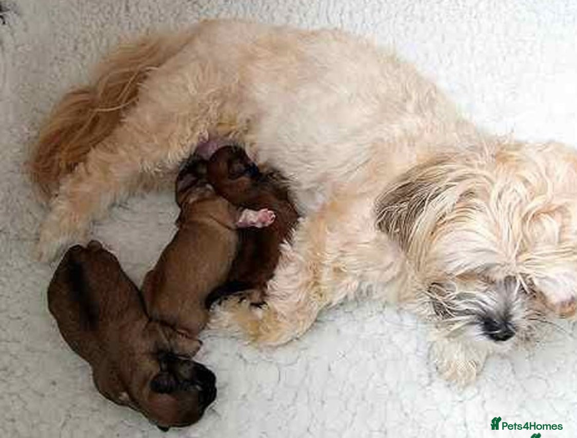 Lhasapoo dogs Lhasapoo puppies  - Advert 8