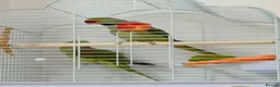 Parrots birds for sale: Alexandrine  - Advert 4