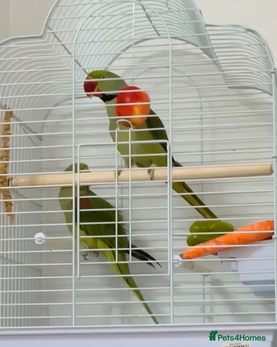 Parrots birds for sale: Alexandrine  - Advert 4