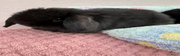 Mini Lop rabbits for sale: Mini lops-raised indoors-vaccinated  - Advert 26