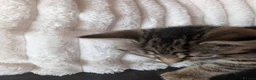 Mixed Breed cats for sale: Kittens for sale  in Larkhall - Advert 3