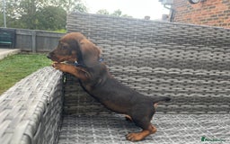 Dachshund dogs for sale: LAST 2 wirehaired dachshunds (teckels) - Image 16