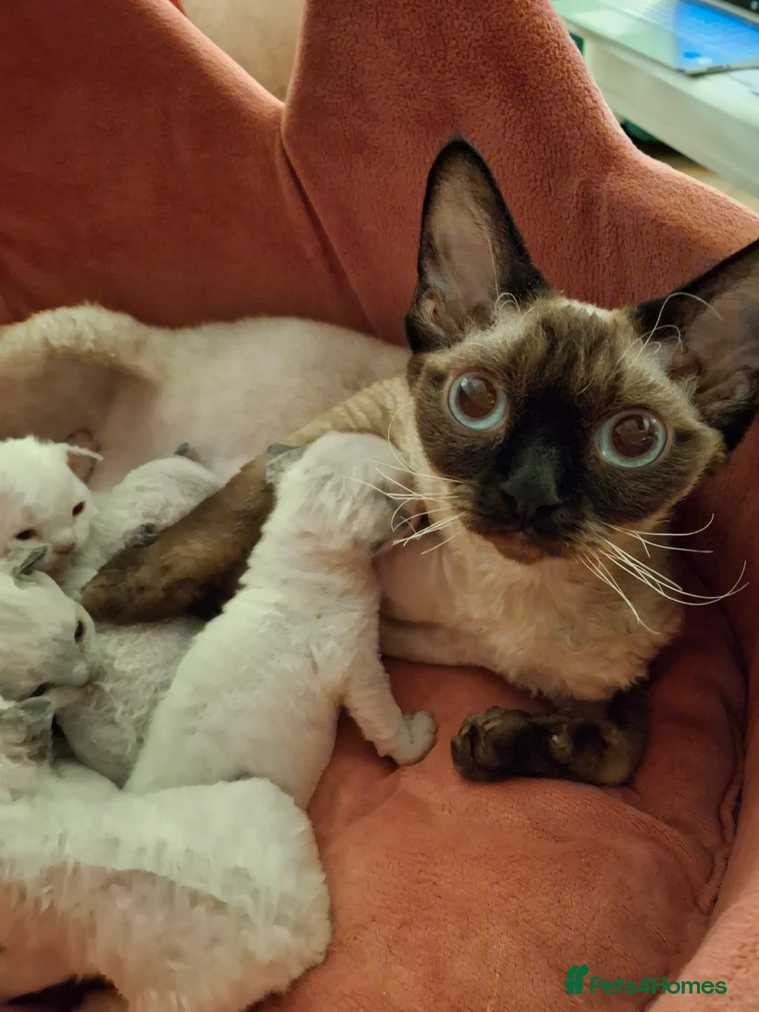 Devon Rex cats for sale: Devon Rex Kittens – FIFe Registered Pedigree - Advert 2