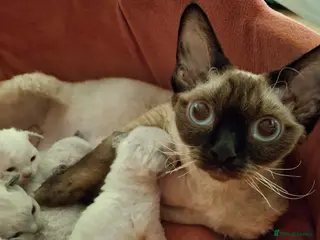 Devon Rex cats Devon Rex Kittens – FIFe Registered Pedigree - Advert 1