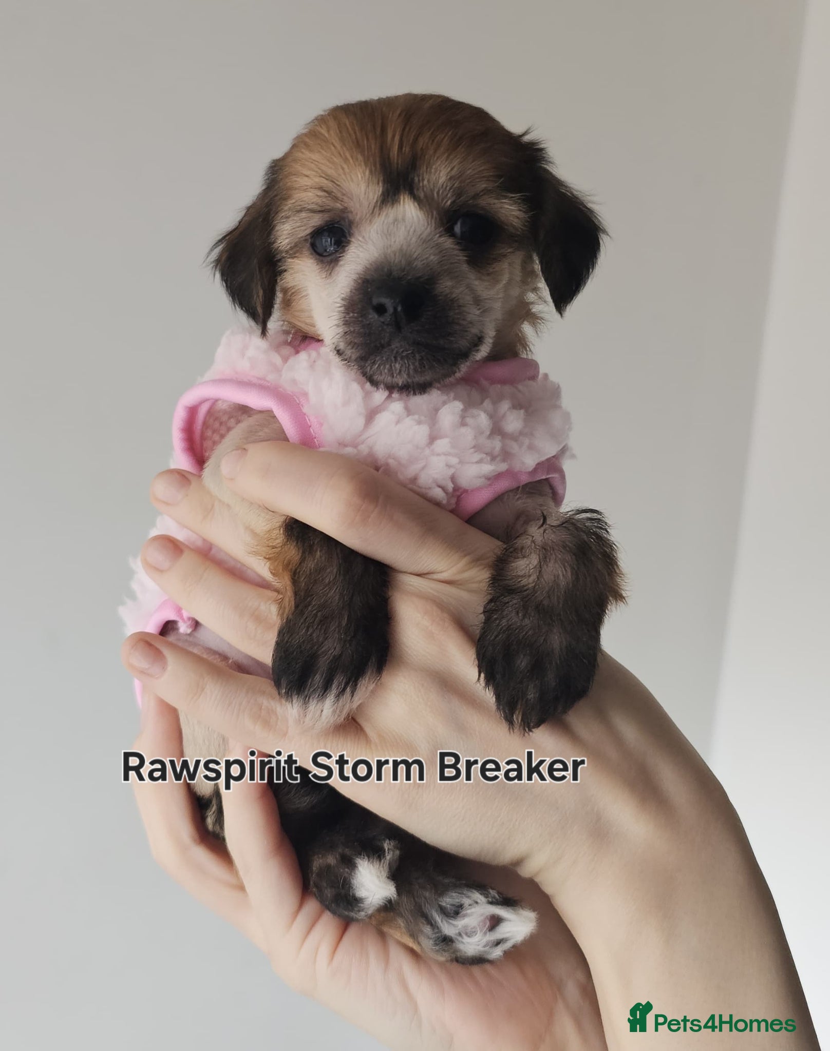 Chinese Crested dogs Hailerss girl, powder puff girl and boy  - Advert 4