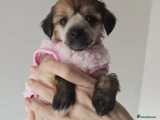 Chinese Crested dogs Hailerss girl, powder puff girl and boy - Advert 4