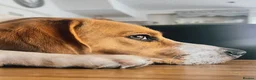 Beagle dogs for sale: Lovely, beautiful beagle for sale - Advert 7
