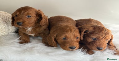 Cockapoo dogs - Advert 5