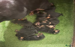 Rottweiler dogs for sale: Rottweiler/rotty puppies - Image 3