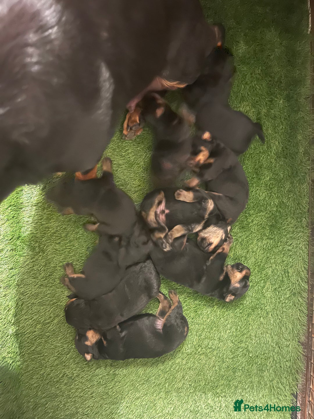 Rottweiler dogs for sale: Rottweiler/rotty puppies - Image 3