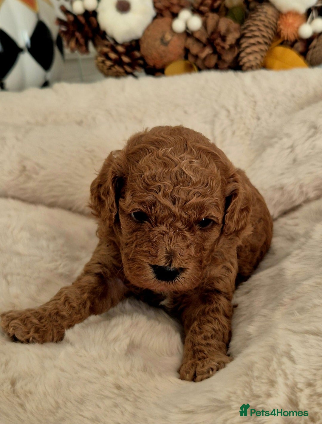 Cavapoo dogs F1B EXTENSIVELY HEALTH TESTED CAVERPOO PUPS - Advert 6