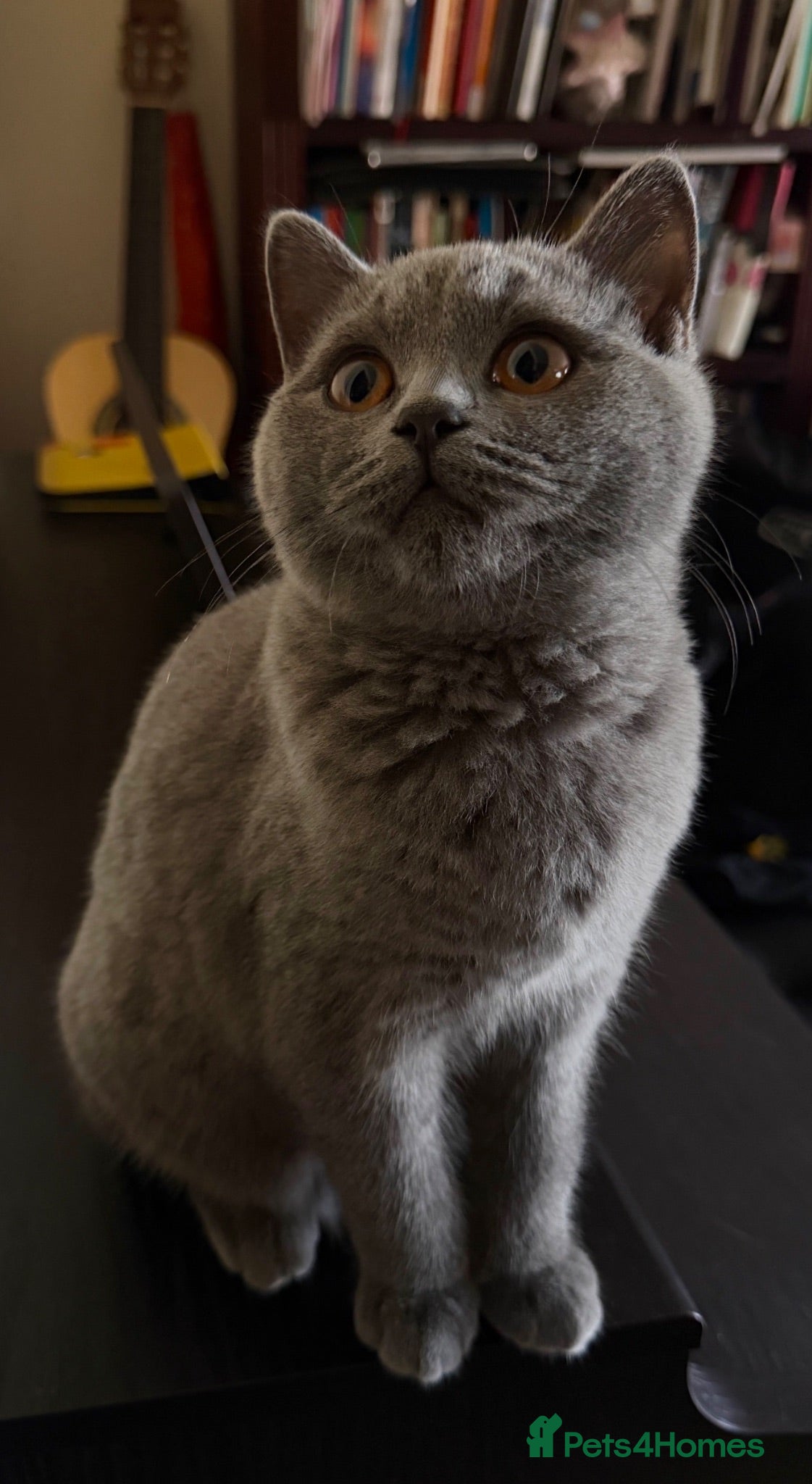 British Shorthair cats GCCF British shorthair kittens!Ready to collect! - Advert 1