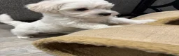 Maltipoo dogs for sale: Stunning Maltipoo Puppies  - Advert 7