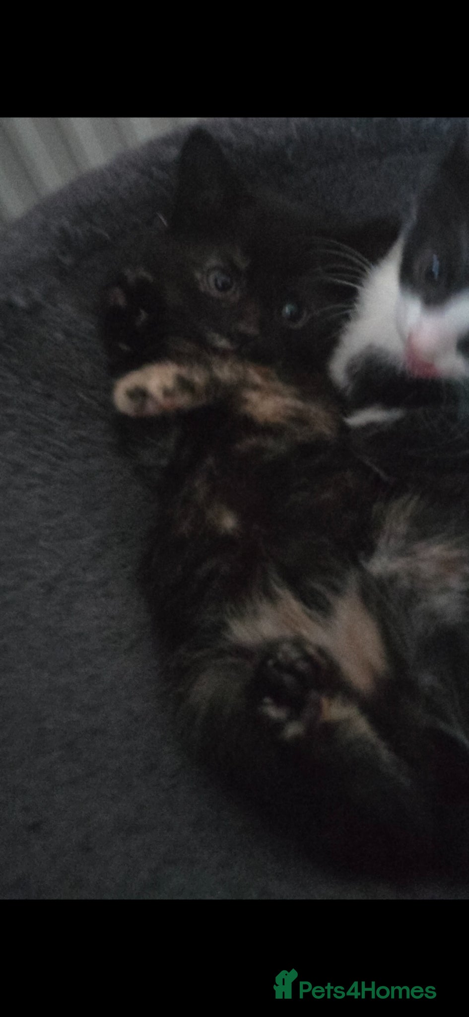 Mixed Breed cats for sale: Lovely girl kitten 😸 😍  - Advert 4