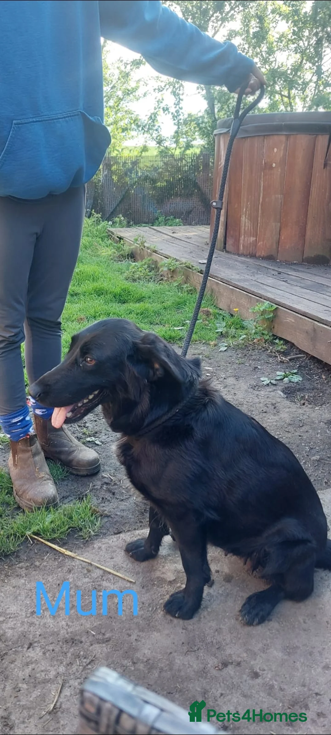 Mixed Breed dogs for sale: Mixed breed pups in Thirsk - Advert 2