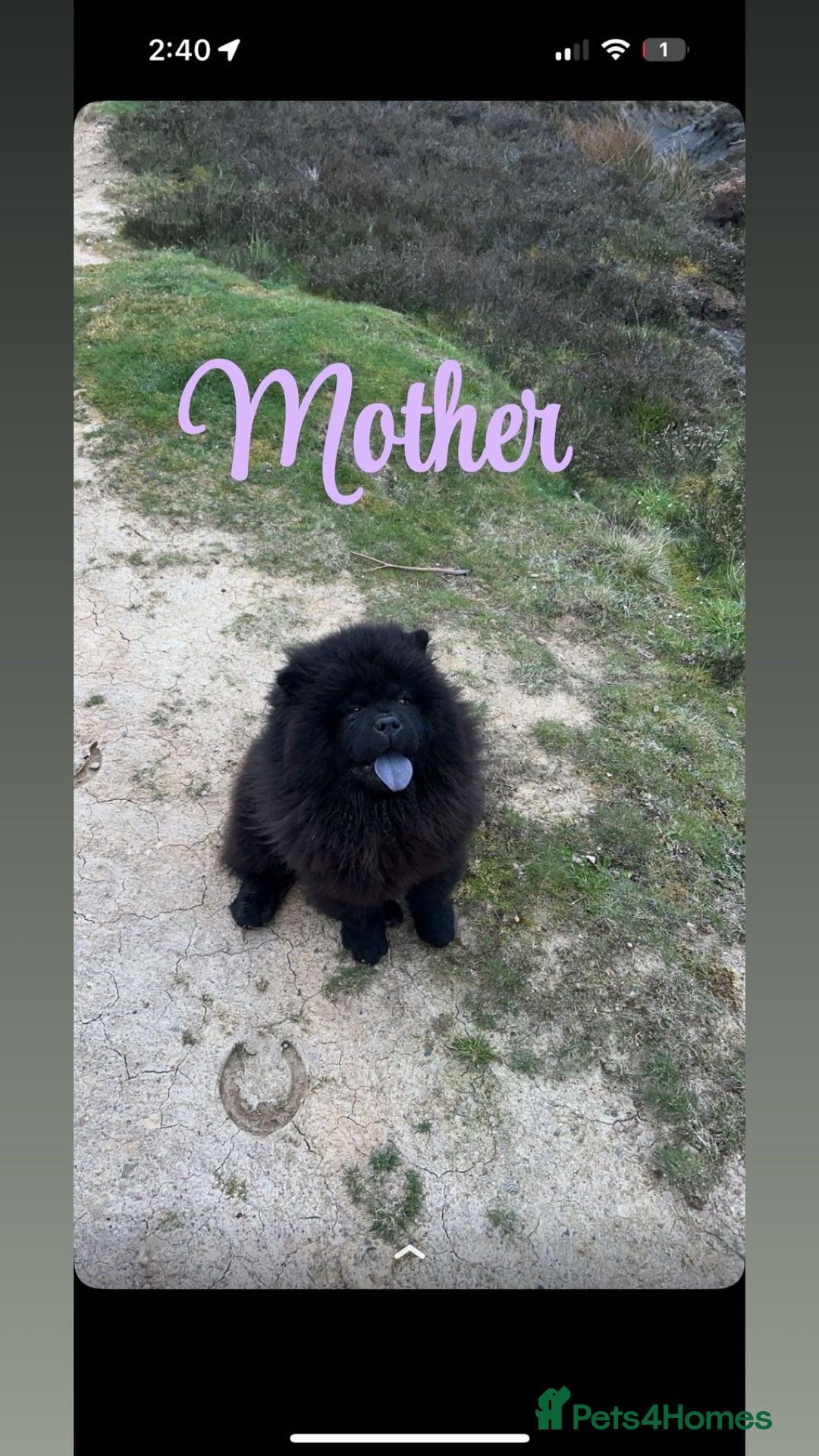 Chow Chow dogs for sale: Chow chow puppies for sale  - Advert 1