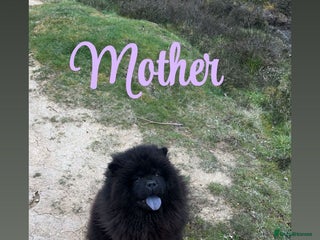 Chow Chow dogs Chow chow puppies for sale - Advert 1