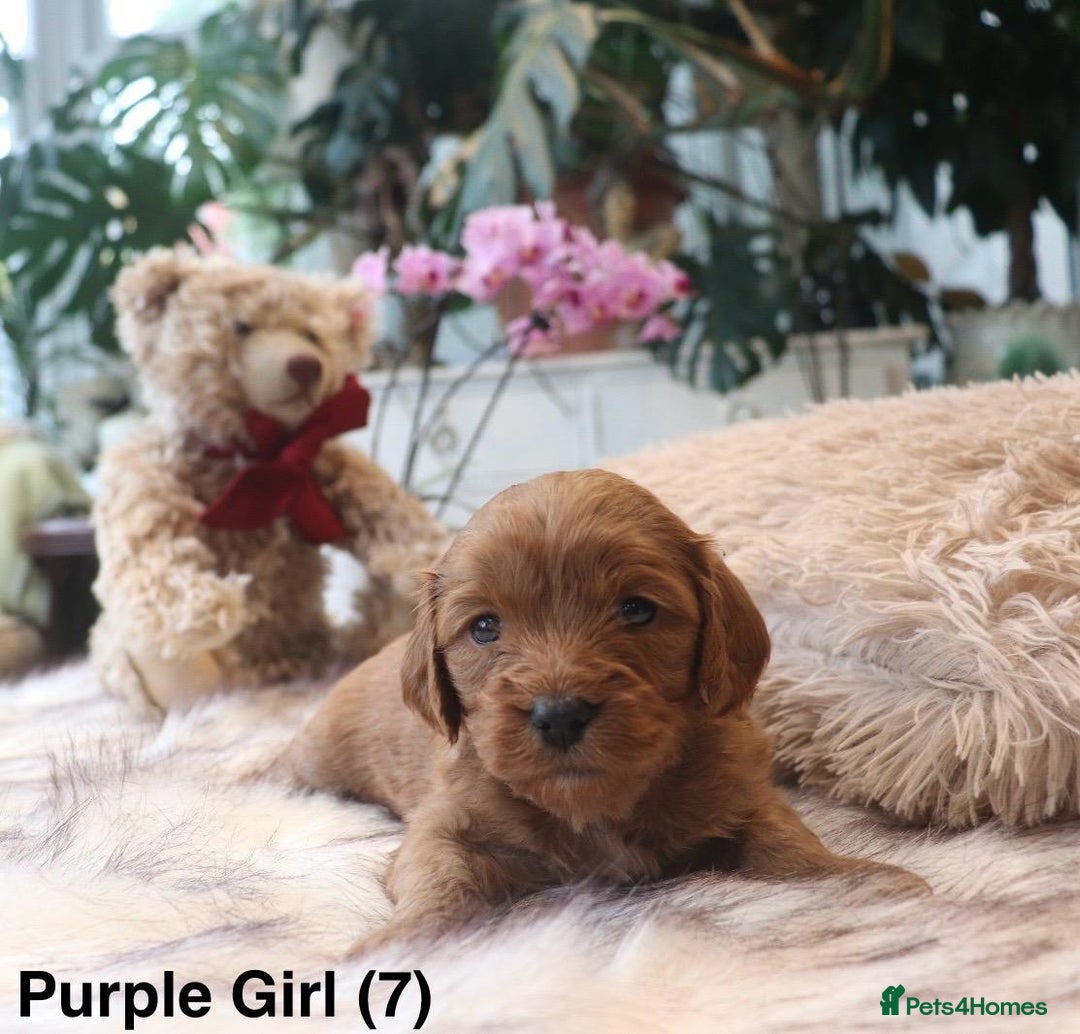 Cavapoochon dogs for sale: Cavapoochon Puppies Looking for Loving Families🐾 - Image 7