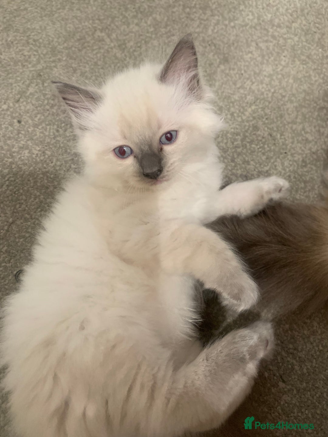 Ragdoll cats for sale: Pure Bluepoint Ragdoll kittens - Image 6