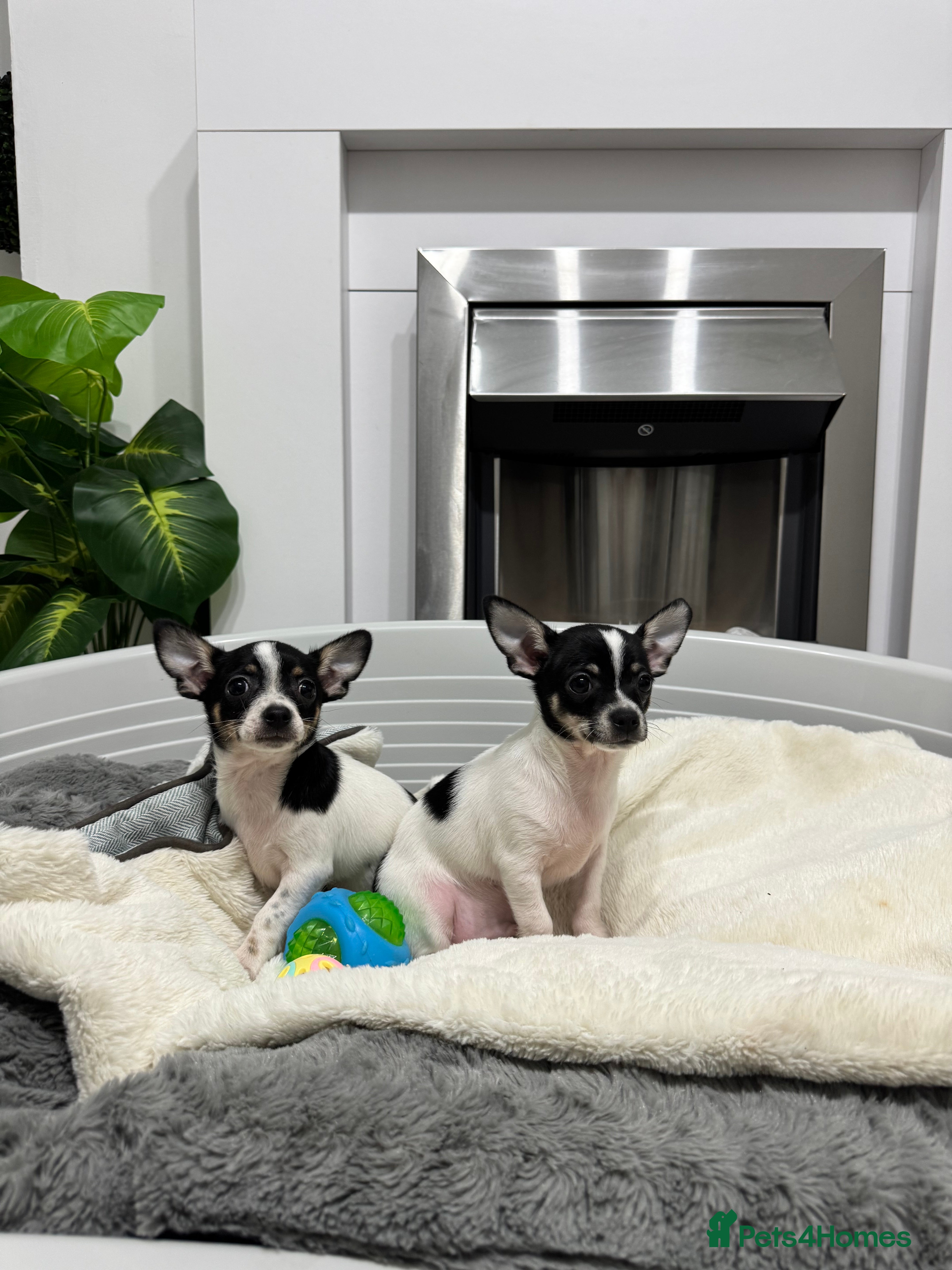 Chihuahua dogs 2 adorable apple-head tini puppies LF a home - Advert 16