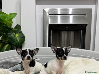 Chihuahua dogs 2 adorable apple-head tini puppies LF a home - Advert 16