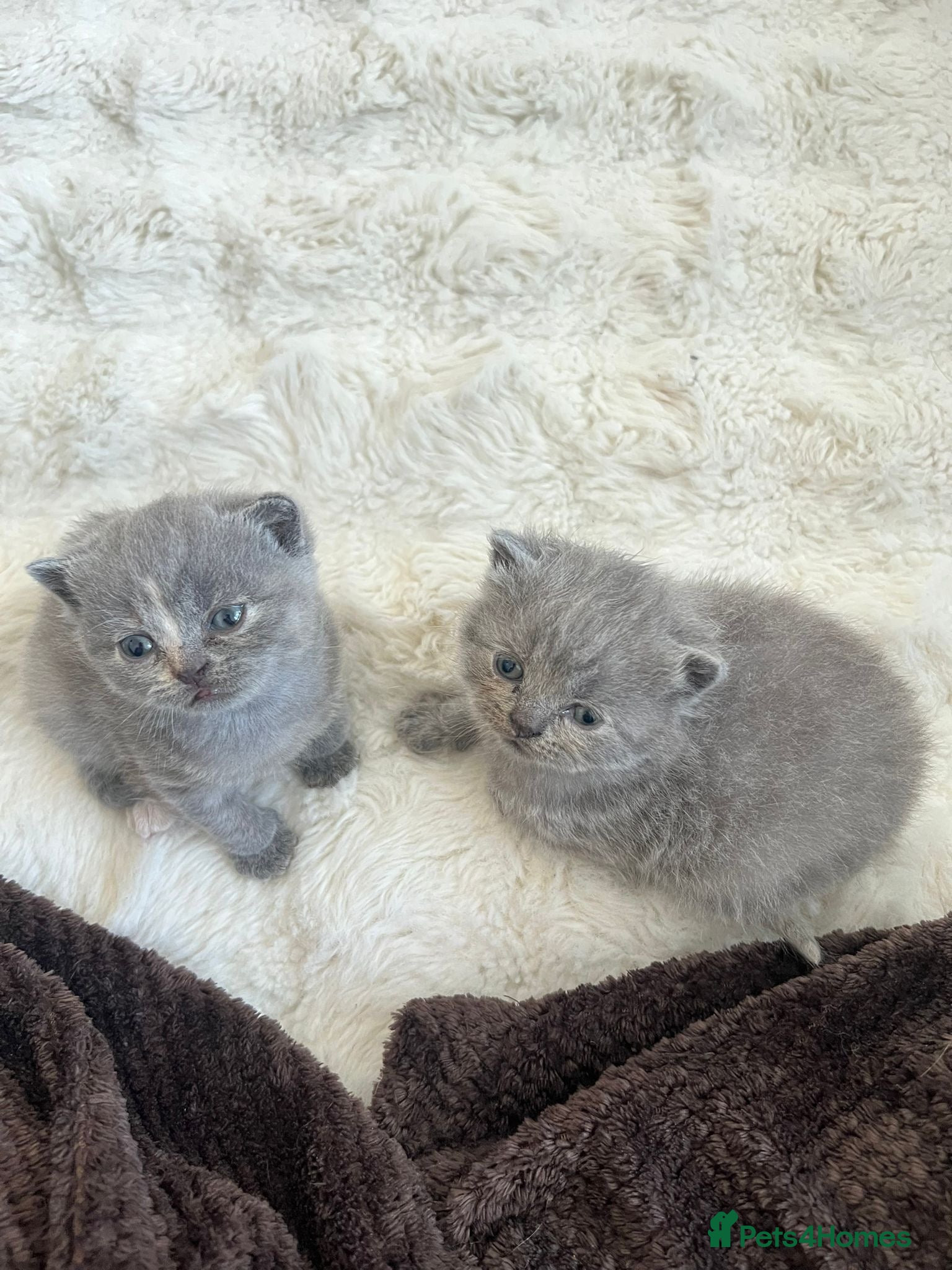 British Shorthair cats British Shorthair Kittens TICA registered  - Advert 14